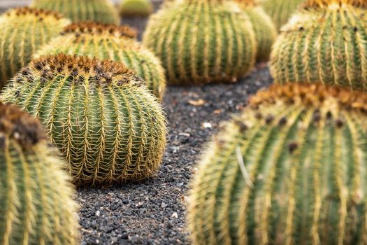 Large Cacti on the island of Tenerife.Canary Islands, Spain.