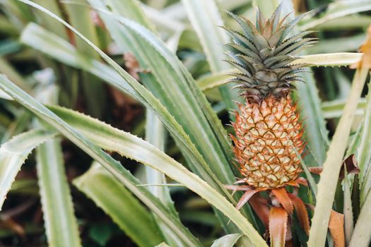 The pineapple on the clump has pink eyes. Pineapple trees grow tropical fruit in the pineapple plantation gardens