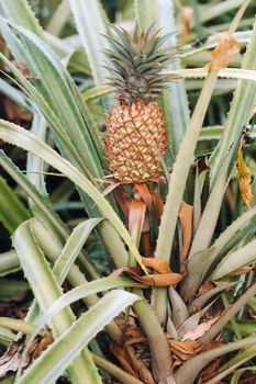 The pineapple on the clump has pink eyes. Pineapple trees grow tropical fruit in the pineapple plantation gardens