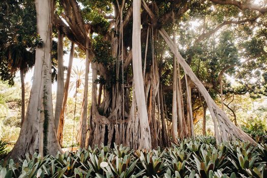 Giant ficus, Tropical plants of the Botanical Garden, Puerto de la Cruz in Tenerife, Canary Islands, Spain