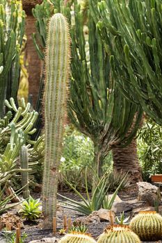 Large Cacti on the island of Tenerife.Canary Islands, Spain.