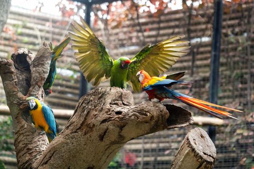 Colorful parrots in a park on the island of Tenerife.