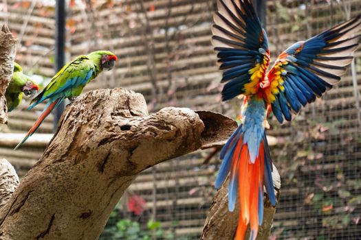 Colorful parrots in a park on the island of Tenerife.