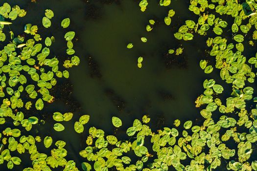 Top view of the Svisloch river in the city's Loshitsa Park with lilies at sunset.Beautiful nature of Belarus
