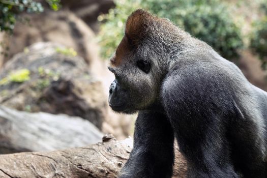 western lowland gorilla in nature.Big Gorilla.