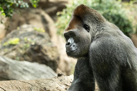 a Western lowland Gorilla with a pouty expression.The gorilla looks at me.