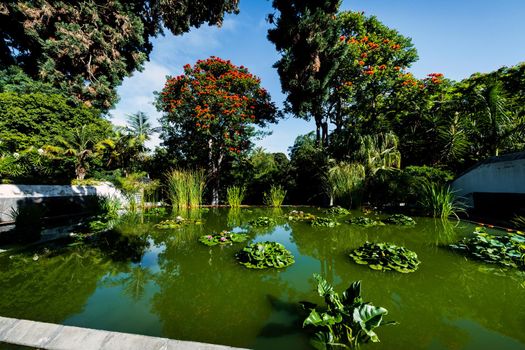 lake with lilies in the park in Puerto de la Cruz. North Tenerife, Canary Islands, Spain,