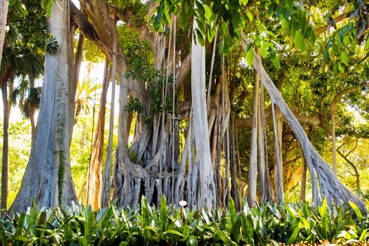 Ficus tree. gPlant in a park in Puerto de la Cruz. Northern Tenerife, Canary Islands, Spain.