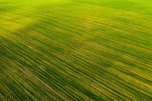 Bird's-eye view of a green field .Sowing campaign in Belarus.Nature Of Belarus.Own green field at sunset.