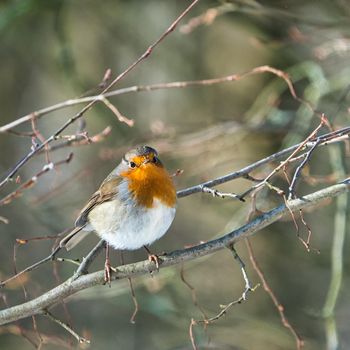 single robin at a sunny and cold winterday on a tree