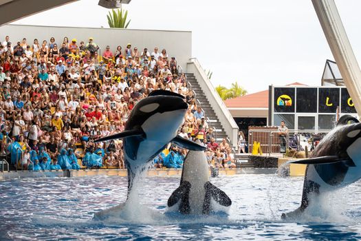 July 26, 2019, Canary Islands, Spain. Killer whales perform in the pool crowd at Loro Park on the island of Tenerife.