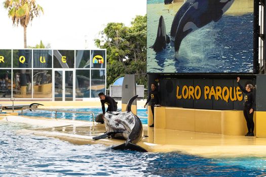 July 26, 2019, Canary Islands, Spain. Killer whales perform in the pool crowd at Loro Park on the island of Tenerife.