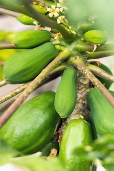 green papaya fruit hanging on the tree. Papaya plantation.Papaya in the Canary Islands.Tenerife.