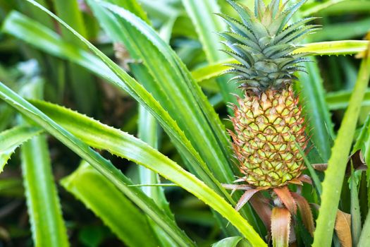 The pineapple on the clump has pink eyes. Pineapple trees grow tropical fruit in the pineapple plantation gardens