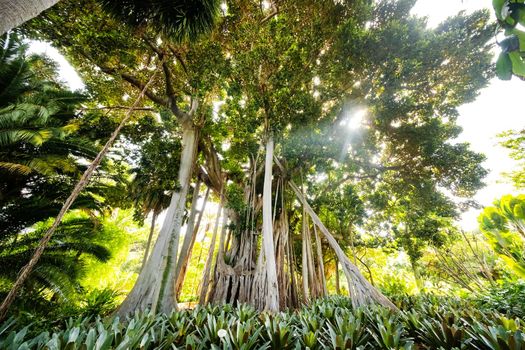 Ficus tree. gPlant in a park in Puerto de la Cruz. Northern Tenerife, Canary Islands, Spain.
