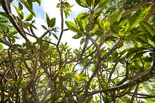 Green leaves of trees, against the sky, foliage of tropical trees.