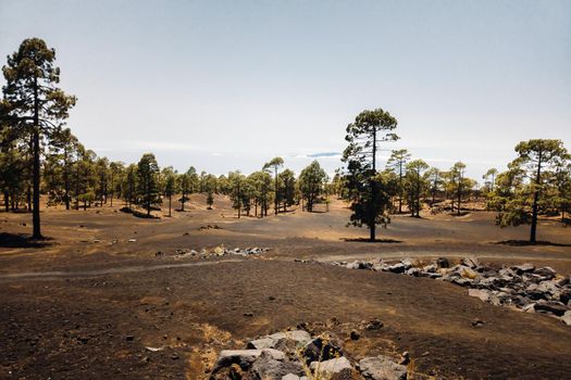 Trail in a pine forest on the slope of a volcano on a clear day. travel to the Canary Islands. Travel to Tenerife, Teide national Park