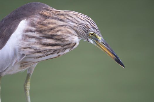 The head and body of the Chinese Pond Heron bird. On a light green background