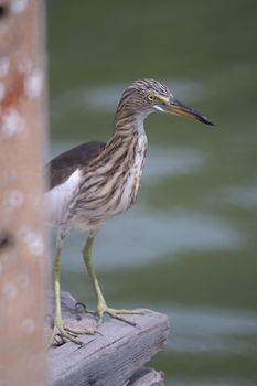 The Chinese Pond Heron bird is standing on the wood flor. Background is light green water