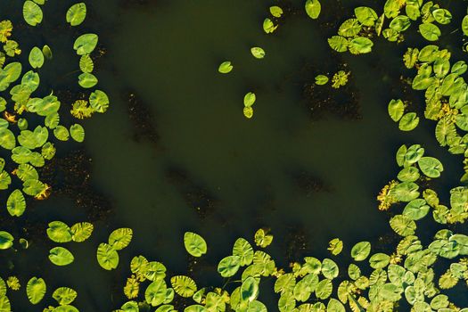 Top view of the Svisloch river in the city's Loshitsa Park with lilies at sunset.Beautiful nature of Belarus