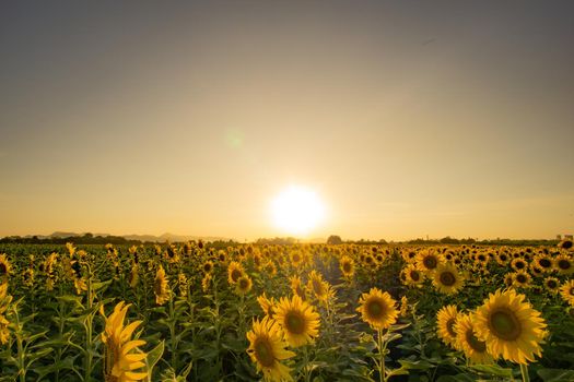 Evening sunset In the sunflower garden