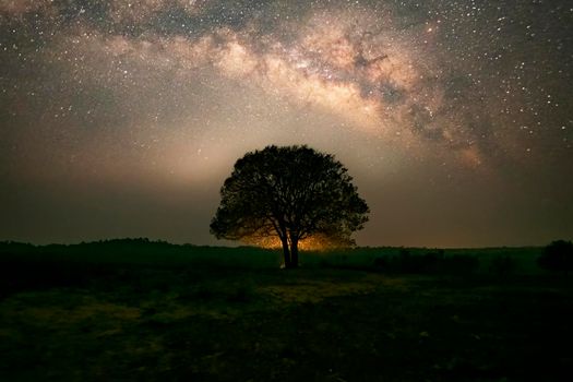 The night sky sees the Milky Way over the big trees at Thung Kamang, Chaiyaphum, Thailand.
