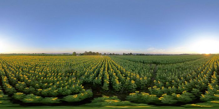 Panorama VR 360, Evening sunset In the sunflower garden