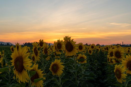 Evening sunset In the sunflower garden