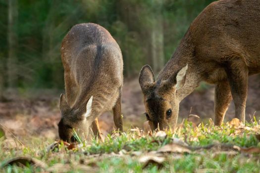 Natural deer in Thung Kramang Wildlife Sanctuary, Chaiyaphum Province, Thailand