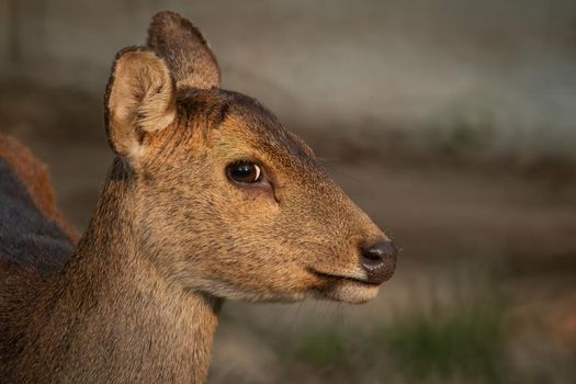 Natural deer in Thung Kramang Wildlife Sanctuary, Chaiyaphum Province, Thailand