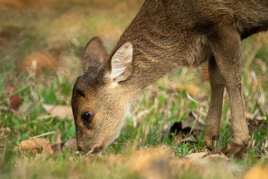 Natural deer in Thung Kramang Wildlife Sanctuary, Chaiyaphum Province, Thailand