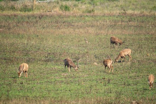 Natural deer in Thung Kramang Wildlife Sanctuary, Chaiyaphum Province, Thailand