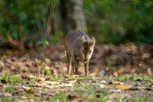 Natural deer in Thung Kramang Wildlife Sanctuary, Chaiyaphum Province, Thailand