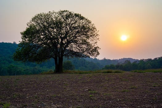 The sunset behind a big tree in Thung Kramang Wildlife Sanctuary, Nakhon Ratchasima. Chaiyaphum, Thailand