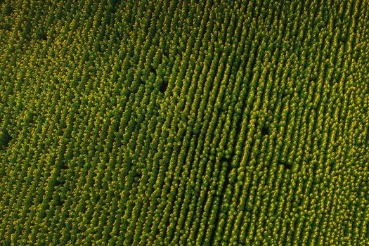 A big beautiful field of sunflowers view from the height of bird flight.Unusual photo of sunflowers in the field