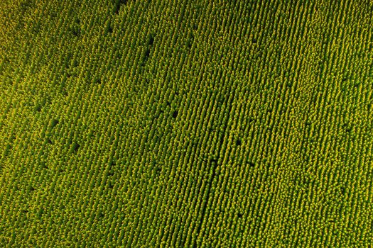 A big beautiful field of sunflowers view from the height of bird flight.Unusual photo of sunflowers in the field