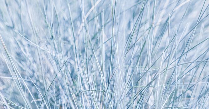Blue white background of ornamental grass Festuca glauca. Soft focus