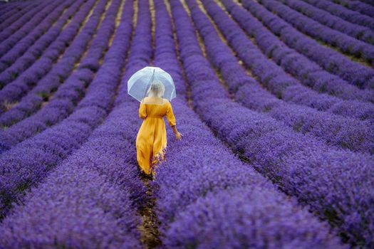 A middle-aged woman in a lavender field walks under an umbrella on a rainy day and enjoys aromatherapy. Aromatherapy concept, lavender oil, photo session in lavender.