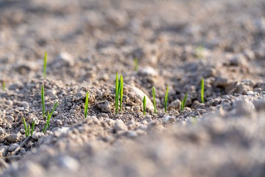 Young plants of winter wheat. Young wheat crop in a field. Field of young wheat, barley, rye. Young green wheat growing in soil