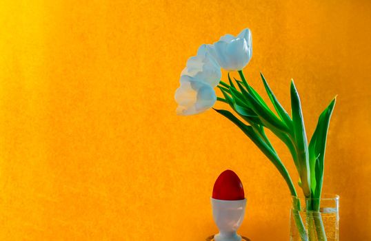 spring greeting card with flowers: white tulips and red easter egg on a orange or yellow background. The concept of spring and easter. banner with copy space