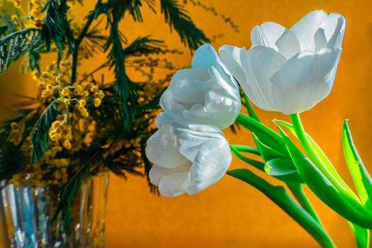 spring greeting card with flowers: white tulips and mimosa on a orange or yellow background. The concept of sunny spring, tenderness, femininity.