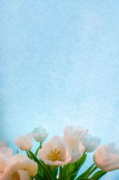 spring greeting card with flowers: white tulips on a sky-blue background. The concept of spring, tenderness, femininity. copy space