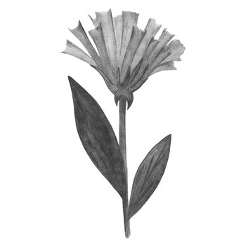 Black and White Flowers with Leaves Isolated on White Background. Flower Element Drawn by Pencil.