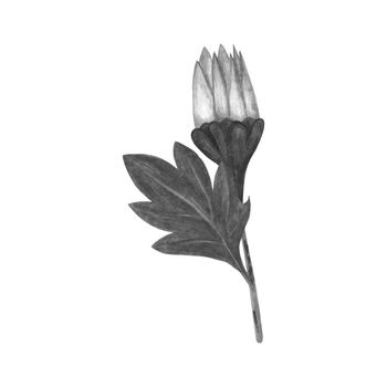 Black and White Chrysanthemum with Leaves Isolated on White Background. Chrysanthemum Flower Element Drawn by Pencil.