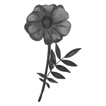 Black and White Marigold Isolated on White Background. Marigold Flower Element Drawn by Pencil.