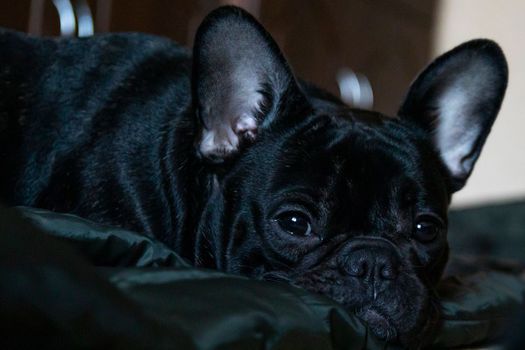 Sleepy french bulldog puppy lies on the floor portrait