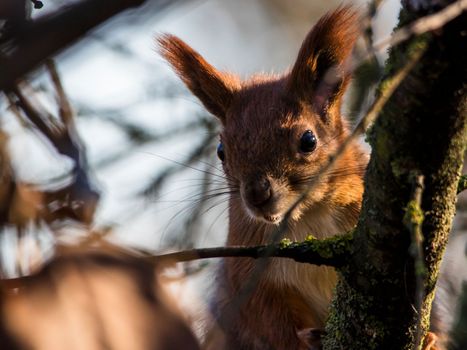 A beautiful red squirrel in the forest looks with interest at the camera, looking out from behind a tree. Squirrel close-up portrait.