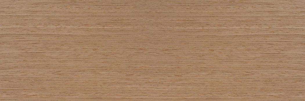 Natural oak texture. Wood texture. Oak board for furniture production. Untreated plank of young oak with fine texture in light color.