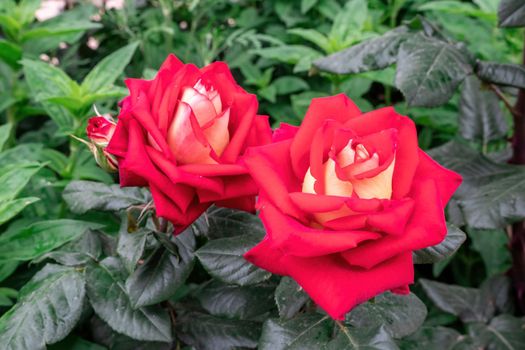 Beautiful Rose and Rosebuds in Rose Garden, Close Up, Selective Focus