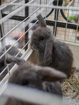 Small grey rabbits sitting in the cage. Keeping animals at home